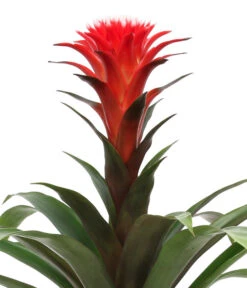 Bromelien-Set, 4-teilig 13 Bromelien-Set, 4-teilig -Garten Sinn Verkaufsgeschäft 8628042 WE DE 003 BromelienRoyal4Set