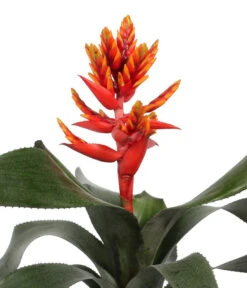 Bromelien-Set, 4-teilig 12 Bromelien-Set, 4-teilig -Garten Sinn Verkaufsgeschäft 8628042 WE DE 004 BromelienRoyal4Set