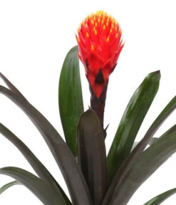 Bromelien-Set, 4-teilig 10 Bromelien-Set, 4-teilig -Garten Sinn Verkaufsgeschäft 8628042 WE DE BromelienRoyal4Set