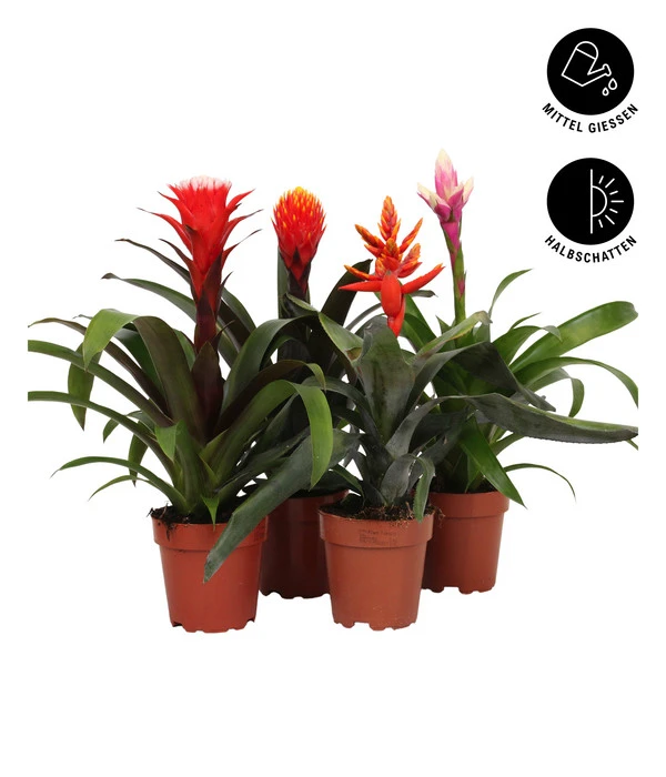 Bromelien-Set, 4-teilig 2 Bromelien-Set, 4-teilig – Bild 2