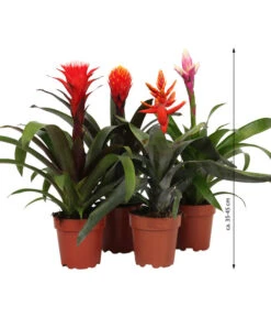 Bromelien-Set, 4-teilig 9 Bromelien-Set, 4-teilig -Garten Sinn Verkaufsgeschäft 8628042 WE FS 003 BromelienRoyal4Set