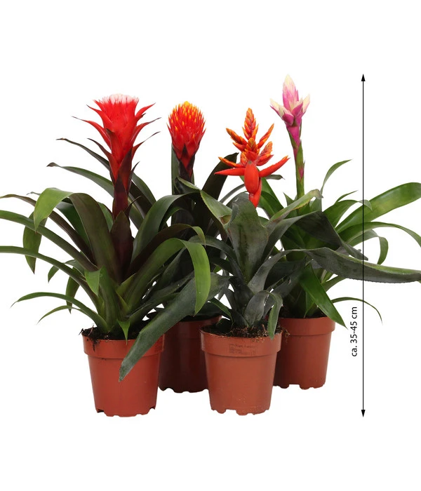Bromelien-Set, 4-teilig 3 Bromelien-Set, 4-teilig – Bild 3