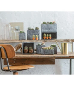 Warzenkaktus - Mammilaria, Verschiedene Sorten -Garten Sinn Verkaufsgeschäft 863470 WE MO 001 KaktusKugelmixT5 5 GC10 2022