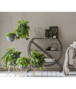 Schamblume - Aeschynanthus Radicans 'Mona Lisa', Ampel -Garten Sinn Verkaufsgeschäft 8635377 WE MO 001 AeschynanthusAmpel2021GC15