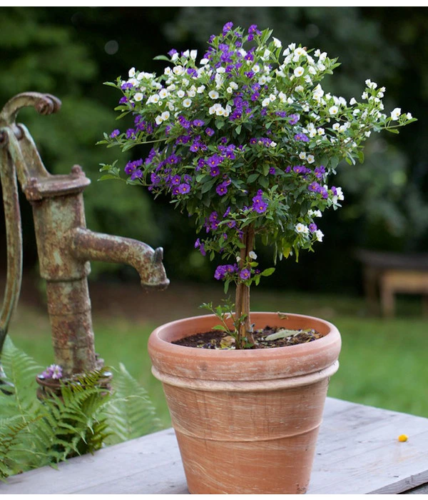 Enzianstrauch-Duo, Stämmchen 2 Enzianstrauch-Duo, Stämmchen – Bild 2