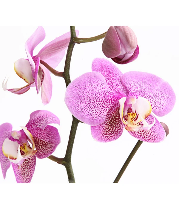 Schmetterlingsorchidee - Phalaenopsis Cultivars, Verschiedene Sorten 11 Schmetterlingsorchidee - Phalaenopsis Cultivars, Verschiedene Sorten – Bild 11