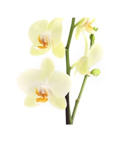 Schmetterlingsorchidee - Phalaenopsis Cultivars, Verschiedene Sorten 23 Schmetterlingsorchidee - Phalaenopsis Cultivars, Verschiedene Sorten -Garten Sinn Verkaufsgeschäft 8649964 WE DE 002 SchmetterlingsorchideePhalaenopsis1TrieberT12DehnerExpressHerzig