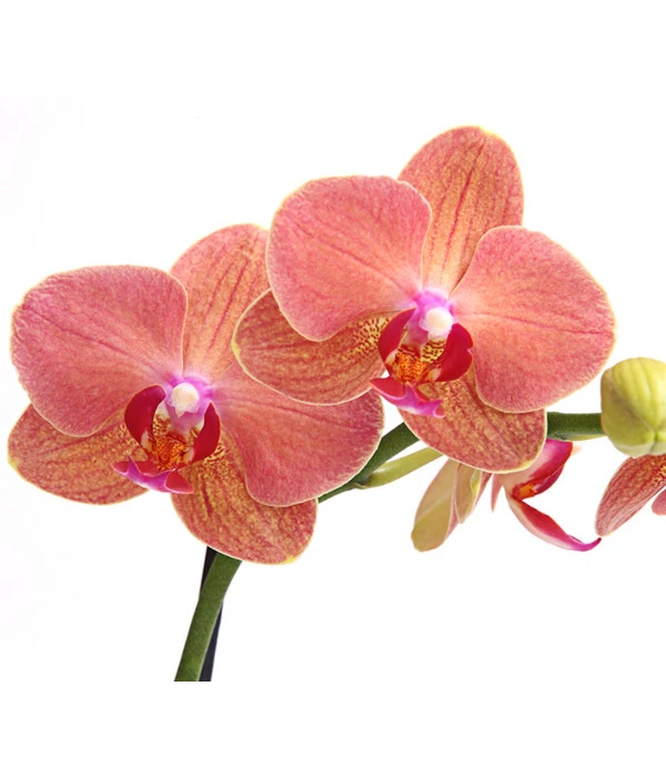 Schmetterlingsorchidee - Phalaenopsis Cultivars, Verschiedene Sorten 10 Schmetterlingsorchidee - Phalaenopsis Cultivars, Verschiedene Sorten – Bild 10