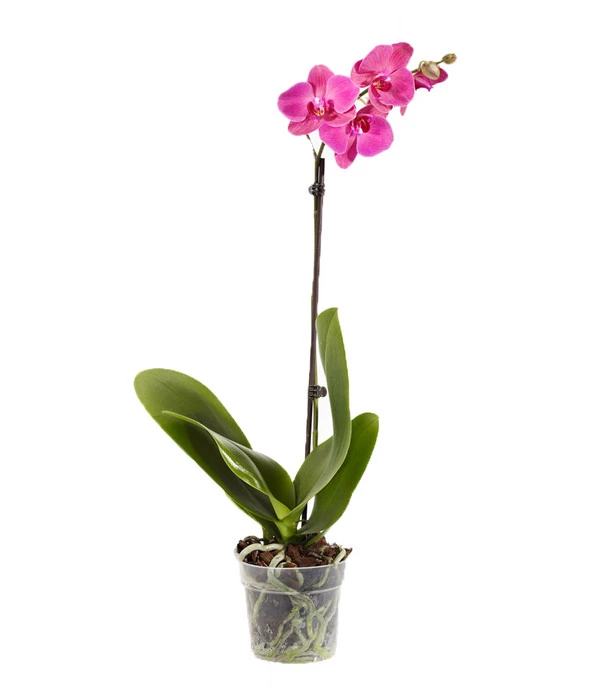 Schmetterlingsorchidee - Phalaenopsis Cultivars, Verschiedene Sorten 2 Schmetterlingsorchidee - Phalaenopsis Cultivars, Verschiedene Sorten – Bild 2