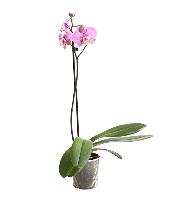 Schmetterlingsorchidee - Phalaenopsis Cultivars, Verschiedene Sorten 5 Schmetterlingsorchidee - Phalaenopsis Cultivars, Verschiedene Sorten – Bild 5