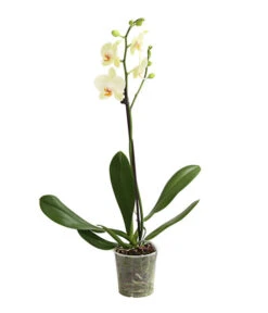Schmetterlingsorchidee - Phalaenopsis Cultivars, Verschiedene Sorten 17 Schmetterlingsorchidee - Phalaenopsis Cultivars, Verschiedene Sorten -Garten Sinn Verkaufsgeschäft 8649964 WE FS 002 SchmetterlingsorchideePhalaenopsis1TrieberT12DehnerExpressHerzig
