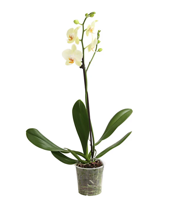 Schmetterlingsorchidee - Phalaenopsis Cultivars, Verschiedene Sorten 3 Schmetterlingsorchidee - Phalaenopsis Cultivars, Verschiedene Sorten – Bild 3