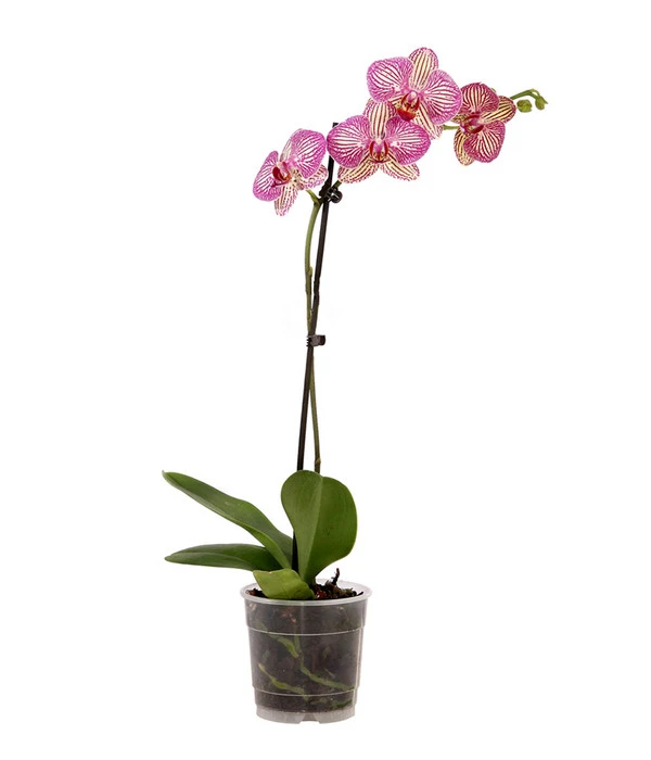 Schmetterlingsorchidee - Phalaenopsis Cultivars, Verschiedene Sorten 7 Schmetterlingsorchidee - Phalaenopsis Cultivars, Verschiedene Sorten – Bild 7