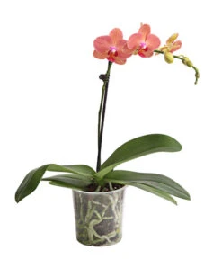 Schmetterlingsorchidee - Phalaenopsis Cultivars, Verschiedene Sorten 18 Schmetterlingsorchidee - Phalaenopsis Cultivars, Verschiedene Sorten -Garten Sinn Verkaufsgeschäft 8649964 WE FS 003 SchmetterlingsorchideePhalaenopsis1TrieberT12DehnerExpressHerzig