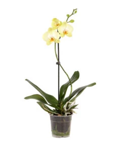 Schmetterlingsorchidee - Phalaenopsis Cultivars, Verschiedene Sorten 22 Schmetterlingsorchidee - Phalaenopsis Cultivars, Verschiedene Sorten -Garten Sinn Verkaufsgeschäft 8649964 WE FS 003 SchmetterlingsorchideePhalaenopsisMix