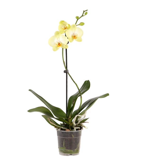 Schmetterlingsorchidee - Phalaenopsis Cultivars, Verschiedene Sorten 8 Schmetterlingsorchidee - Phalaenopsis Cultivars, Verschiedene Sorten – Bild 8