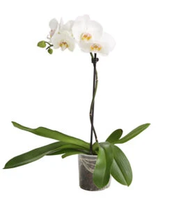 Schmetterlingsorchidee - Phalaenopsis Cultivars, Verschiedene Sorten 20 Schmetterlingsorchidee - Phalaenopsis Cultivars, Verschiedene Sorten -Garten Sinn Verkaufsgeschäft 8649964 WE FS 004 SchmetterlingsorchideePhalaenopsis1TrieberT12DehnerExpressHerzig