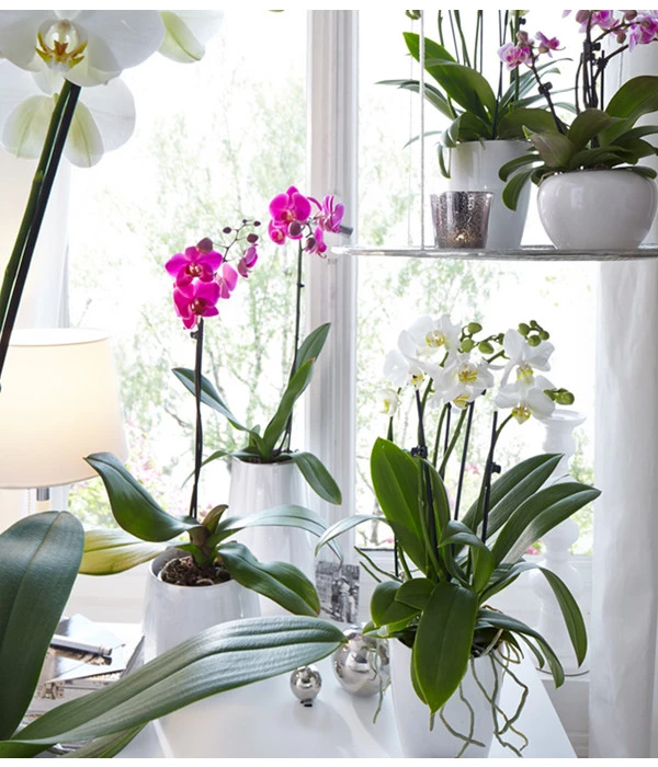 Schmetterlingsorchidee - Phalaenopsis Cultivars, Verschiedene Sorten 15 Schmetterlingsorchidee - Phalaenopsis Cultivars, Verschiedene Sorten – Bild 15