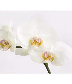 Schmetterlingsorchidee - Phalaenopsis Cultivars, Verschiedene Sorten 26 Schmetterlingsorchidee - Phalaenopsis Cultivars, Verschiedene Sorten -Garten Sinn Verkaufsgeschäft 8649964 we DE 004 SchmetterlingsorchideePhalaenopsis1TrieberT12DehnerExpressHerzig