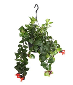 Schamblume - Aeschynanthus Radicans 'Mona Lisa', Ampel