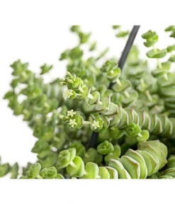 Felsendickblatt - Crassula Rupestris Subsp. Marnieriana 'Hottentot', Ampel -Garten Sinn Verkaufsgeschäft 8652596 PR DE 001 CrassulaHottentotFelsenDickblattAmpelT14DehnerExpressHerzig