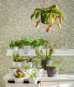 Sumpfkrug - Heliamphora -Garten Sinn Verkaufsgeschäft 8654162 WE MO FleischfresserCarnevoire