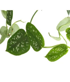 Gefleckte Efeutute - Scindapsus 'Pictus', Ampel -Garten Sinn Verkaufsgeschäft 8658783 PR DE 001 EpipremnumPictusAmpelT15DehnerExpressHerzig