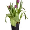 Tulpen 'Purple Flag'