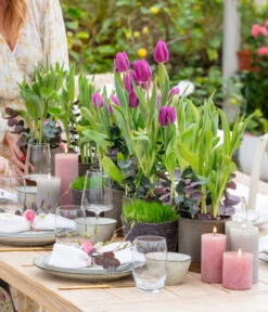 Tulpen 'Purple Flag' -Garten Sinn Verkaufsgeschäft 8660102 WE MO 001 TulpenPurpleFlag