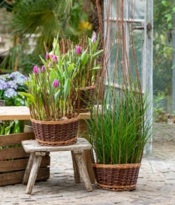 Tulpen 'Purple Flag' -Garten Sinn Verkaufsgeschäft 8660102 WE MO 002 TulpenPurpleFlag