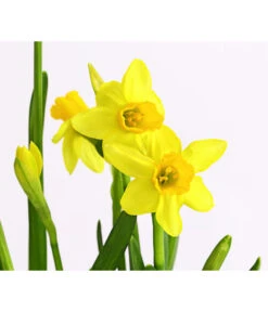 Narzissen Tête à Tête' In Zinkschale, Ca. Ø29 Cm -Garten Sinn Verkaufsgeschäft 8663122 WE DE 007 NarzissenTAT9