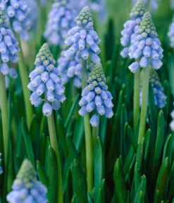 Traubenhyazinthen In Zinkschale, Ca. Ø29 Cm 8 Traubenhyazinthen In Zinkschale, Ca. Ø29 Cm -Garten Sinn Verkaufsgeschäft 8664377 WE DE 001 MuscariAtlantic