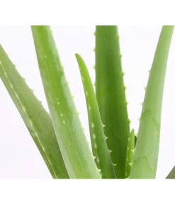 Echte Aloe - Aloe Vera -Garten Sinn Verkaufsgeschäft 8670853 PR DE 001 AloeVeraT12DehnerExpressHerzig