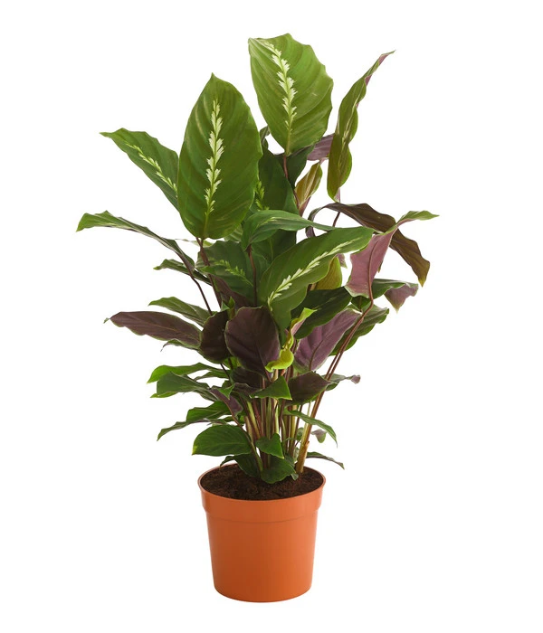 Korbmarante - Calathea 'Maui Queen' 1 Korbmarante - Calathea 'Maui Queen'