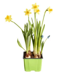 Zwiebelpflanzen-Trio Frühlingsstimmung -Garten Sinn Verkaufsgeschäft 8686636 PR FS 001 Zwiebel4erMixT9DehnerExpressZS