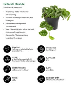 Gefleckte Efeutute - Scindapsus Pictus -Garten Sinn Verkaufsgeschäft 8689127 WE IG 001 GefleckteEfeutute