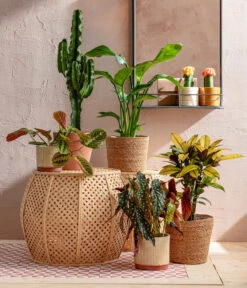 Abessinische Wolfsmilch - Euphorbia Abyssinica -Garten Sinn Verkaufsgeschäft 8698805 WE MO 001 AutumnSunrise