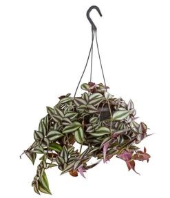 Dreimasterblume - Tradescantia Zebrina 'Violet Hill'
