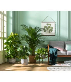 Efeutute - Epipremnum Aureum Am Moosstab -Garten Sinn Verkaufsgeschäft 8704702 WE MO 001 DypsisLutescens