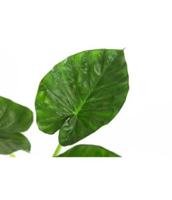 Pfeilblatt - Alocasia Macrorrhiza -Garten Sinn Verkaufsgeschäft 8720013 WE DE 001 AlocasiaMacrorhizzaElefantenohrDehner