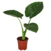 Pfeilblatt - Alocasia Macrorrhiza