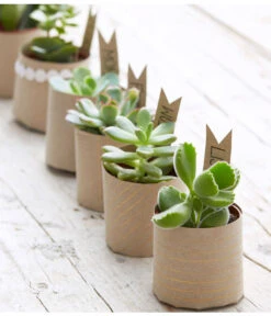 Mini Sukkulenten, Verschiedene Sorten -Garten Sinn Verkaufsgeschäft 8722514 PR MO 006 Sukkulenten