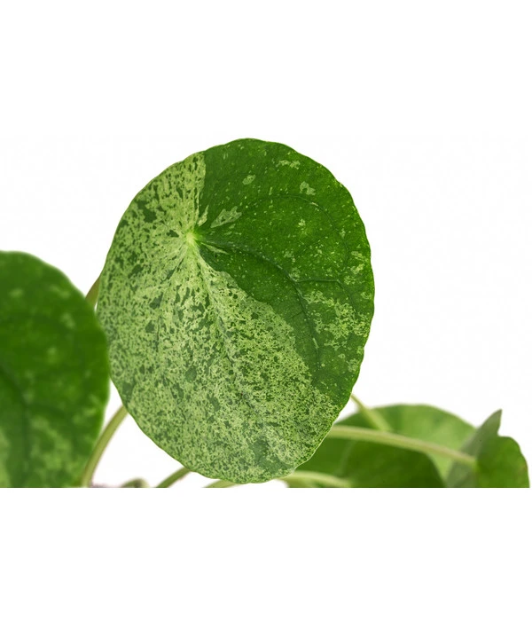 Glückstaler - Pilea Peperomioides 'Mojito' 3 Glückstaler - Pilea Peperomioides 'Mojito' – Bild 3