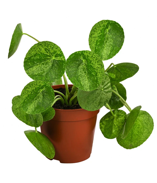 Glückstaler - Pilea Peperomioides 'Mojito' 1 Glückstaler - Pilea Peperomioides 'Mojito'