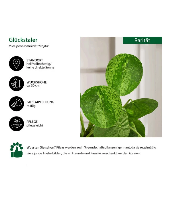 Glückstaler - Pilea Peperomioides 'Mojito' 2 Glückstaler - Pilea Peperomioides 'Mojito' – Bild 2