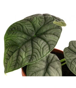 Pfeilblatt - Alocasia 'Melo' -Garten Sinn Verkaufsgeschäft 8731564 WE DE 001 Alocasia Melo T14