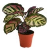 Korbmarante - Calathea Roseopicta 'Cora'