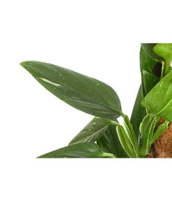 Garten Sinn Verkaufsgeschäft -Garten Sinn Verkaufsgeschäft 8747073 PR DE 001 PhilodendronCobraT19DehnerExpressHerzig