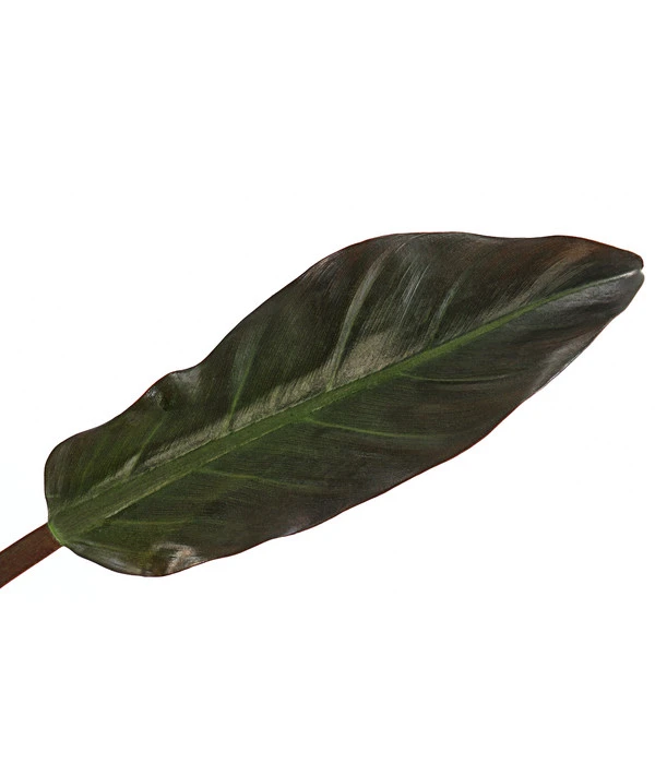 Baumfreund - Philodendron 'Imperial Red' 2 Baumfreund - Philodendron 'Imperial Red' – Bild 2