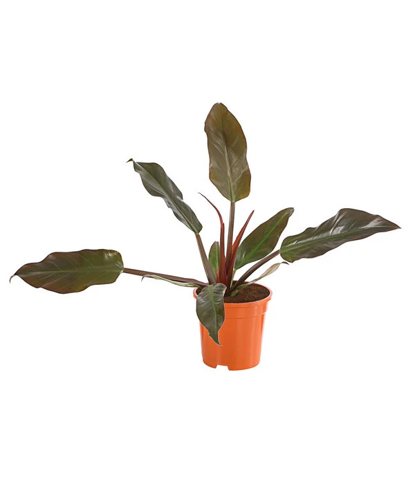 Baumfreund - Philodendron 'Imperial Red' 1 Baumfreund - Philodendron 'Imperial Red'